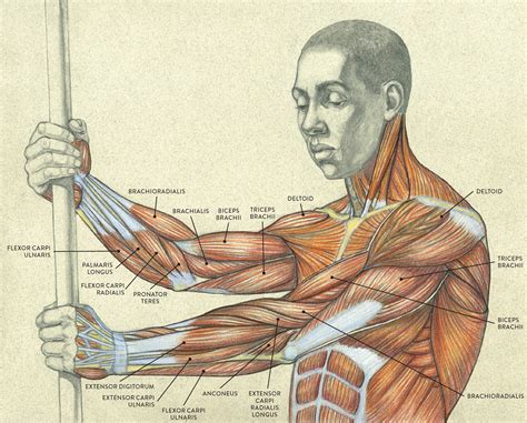 Muscle & strength. Things To Know About Muscle & strength. 